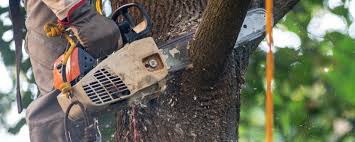 Reliable Laurens, SC Tree Services Solutions