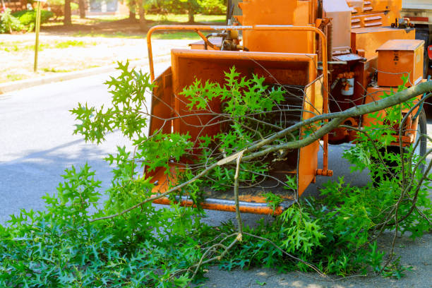 Best Fruit Tree Pruning  in Laurens, SC