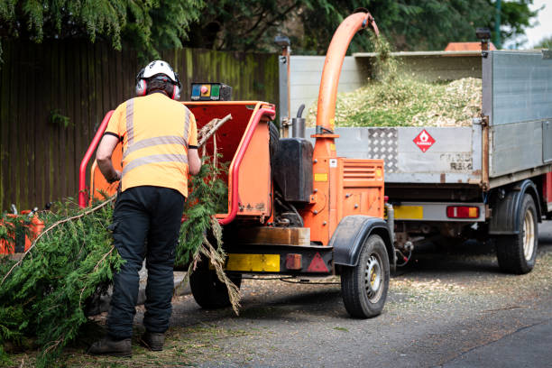 Tree and Shrub Care in Laurens, SC