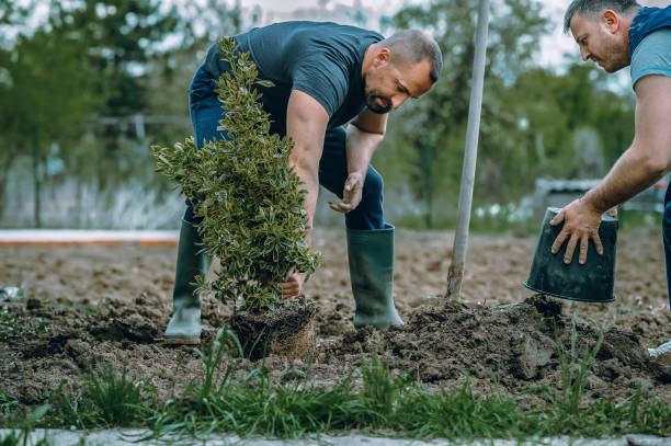 How Our Tree Care Process Works  in  Laurens, SC