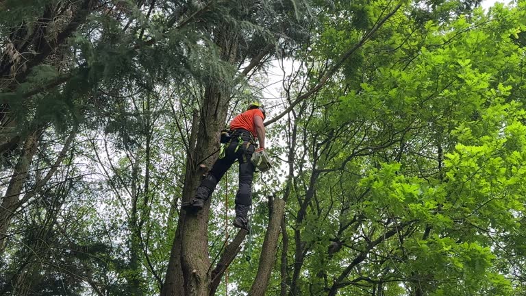 Best Storm Damage Tree Cleanup  in Laurens, SC